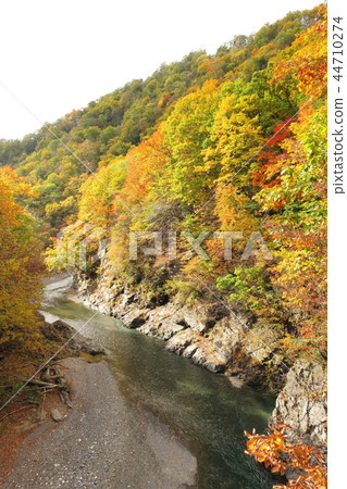 Autumn leaves from Hokkaido Autumn leaves from Hokkaido 44710274