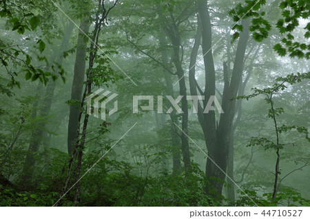 Autumn rain beech forest-healing forest Shiomi Town, Fukushima Prefecture Autumn rain beech forest-healing forest Shiomi Town, Fukushima Prefecture 44710527