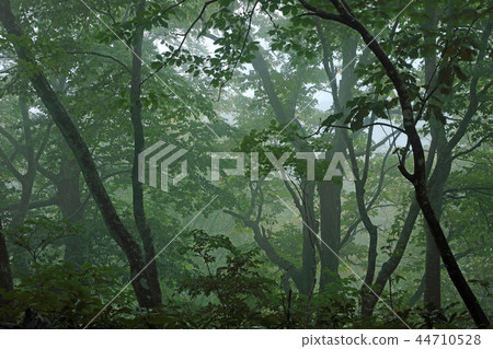 Autumn rain beech forest-healing forest Shiomi Town, Fukushima Prefecture Autumn rain beech forest-healing forest Shiomi Town, Fukushima Prefecture 44710528