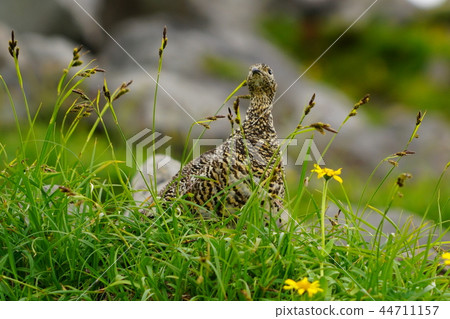 Norikura nature 44711157