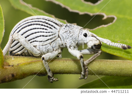 Black and white beetle on tree twig 44711211