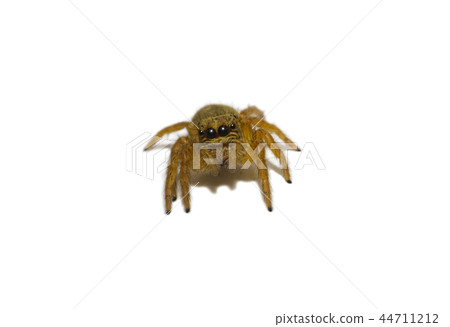 Isolated of little spider 44711212