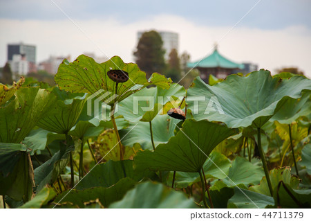 Autumn Shinobu pond Autumn Shinobu pond 44711379