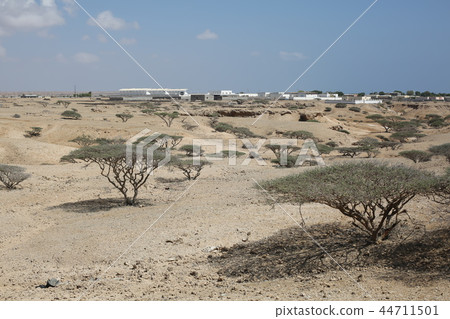 灌木叢散落在奧博克的荒野中 44711501