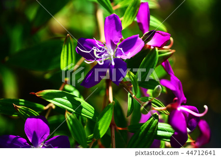 盛開在早晨的陽光下,Nobotan花 盛開在早晨的陽光下,Nobotan花 44712641