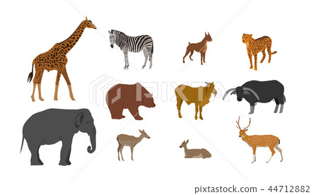 Wildlife Animal collection on white background Wildlife Animal collection on white background 44712882