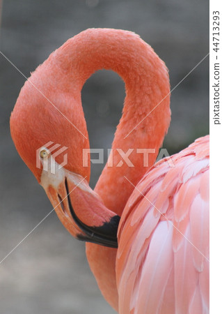 Red crane 44713293