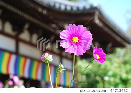 Main temple and cosmos of Wenji Temple 44713482