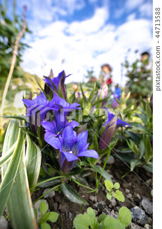 Kirishima Gentian Kirishima Gentian 44713588