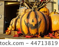 pumpkin 44713819