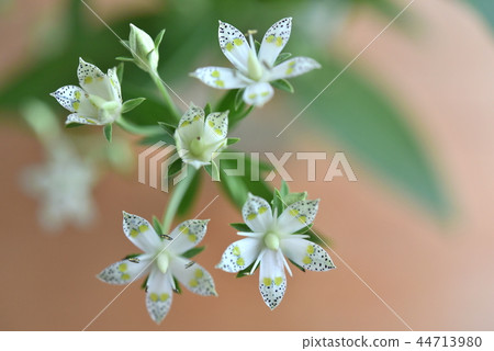 Up of Akebonosou Up of Akebonosou 44713980