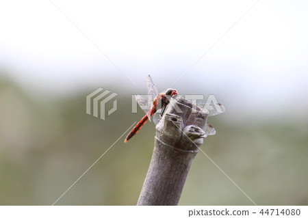 紅蜻蜓 紅蜻蜓 44714080