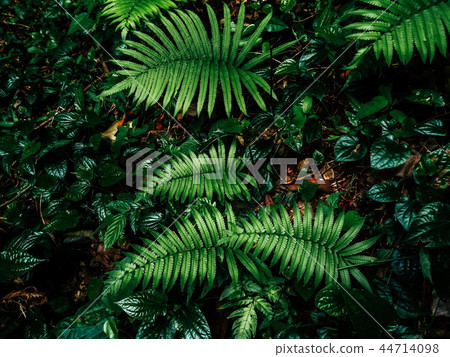 fern in rainforest fern in rainforest 44714098