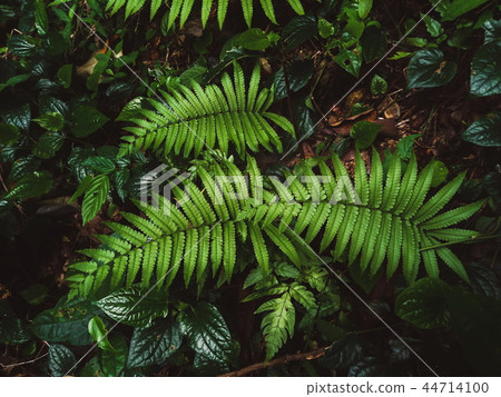 fern in rainforest 44714100