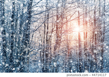 trees covered with snow in the forest in winter trees covered with snow in the forest in winter 44714117