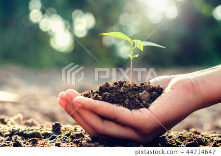 small tree growing on hand and sunshine 44714647