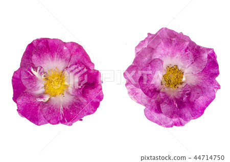 Head of the flower rose 44714750