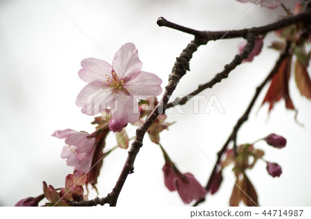 Cherry blossoms and leaves in Hokkaido Cherry blossoms and leaves in Hokkaido 44714987