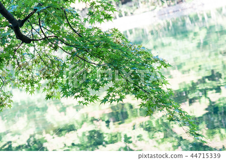 For autumn leaves / Autumn Leaves_3 44715339