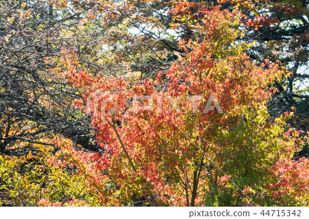For Autumn Leaves / Autumn Leaves _ 6 44715342