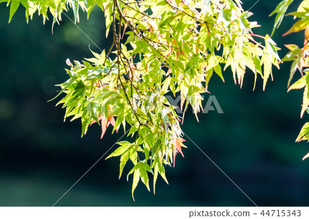 For Autumn Leaves / Autumn Leaves _ 7 For Autumn Leaves / Autumn Leaves _ 7 44715343