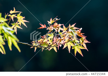 For autumn leaves / Autumn Leaves _ 8 44715344
