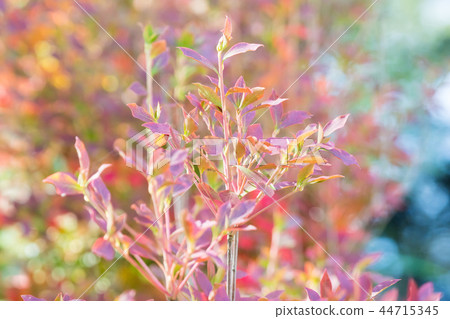 For autumn leaves / Autumn Leaves _ 10 44715345