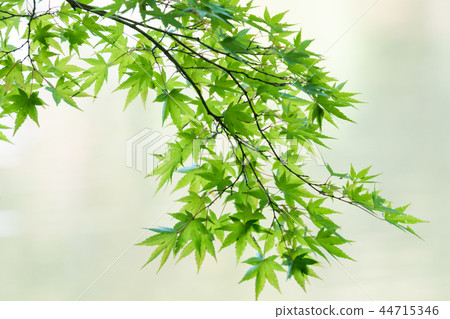 For autumn leaves / Autumn Leaves _ 11 For autumn leaves / Autumn Leaves _ 11 44715346