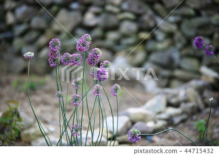 Flowers, plants, herbs, 44715432