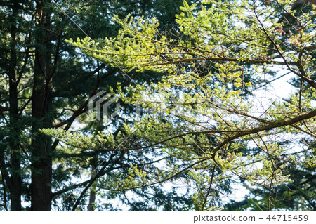 Surrounded by green / Surrounded by Nature_1 44715459