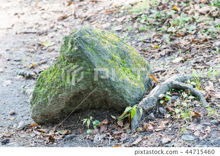 Moss and A Stone 44715460