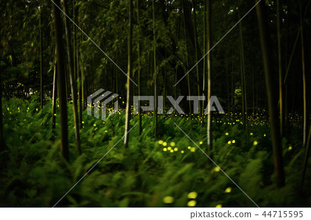 hime hotaru hime hotaru 44715595