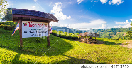 landscape view of 101 tea plantation on blue sky landscape view of 101 tea plantation on blue sky 44715720