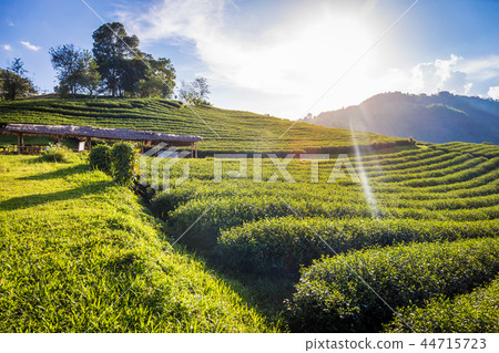 landscape view of 101 tea plantation on blue sky landscape view of 101 tea plantation on blue sky 44715723