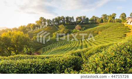 Beautiful landscape panorama view of 101 tea plant 44715726