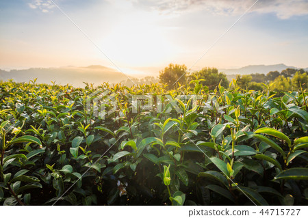 Tea leaves in morning at 101 tea plantation Tea leaves in morning at 101 tea plantation 44715727