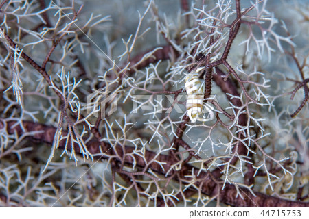 Black-necked shrimp 44715753
