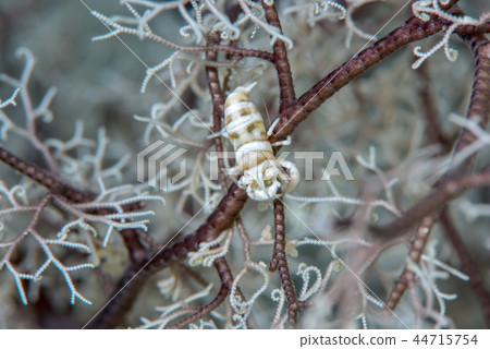 Black-necked shrimp 44715754