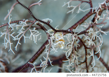 Black-necked shrimp Black-necked shrimp 44715756