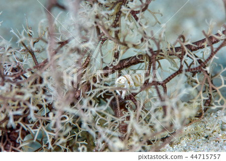 Black-necked shrimp Black-necked shrimp 44715757