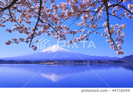 從河口湖看到的櫻花和富士山盛開 44716049