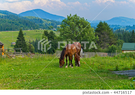 horses on a green pasture on the outskirts of a vi horses on a green pasture on the outskirts of a vi 44716517