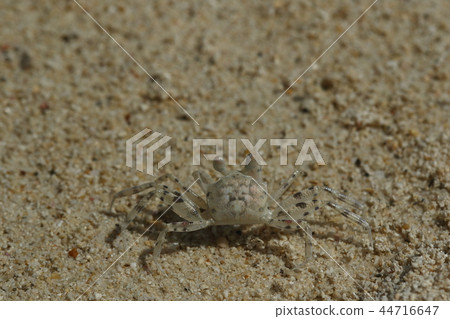 生物甲殼動物這是一種幼蟹,有幾毫米的海膽。我完全被沙子吸收,即使我在前面,我也不知道 生物甲殼動物這是一種幼蟹,有幾毫米的海膽。我完全被沙子吸收,即使我在前面,我也不知道 44716647