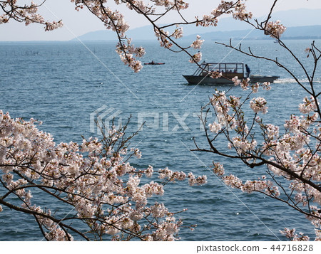 Kaizu Osaki Sakura Kaizu Osaki Sakura 44716828