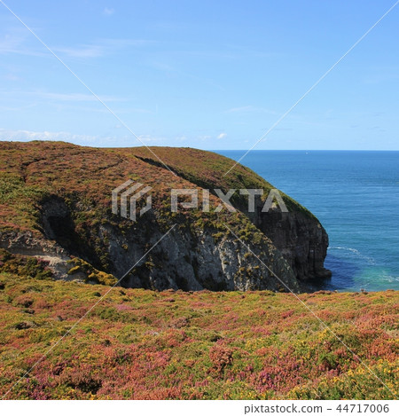 Flowers at Cap Frehel, Brittany. Flowers at Cap Frehel, Brittany. 44717006