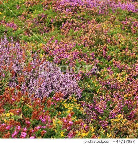 Carpet of flowers at Cap Frehel, Brittany. 44717087