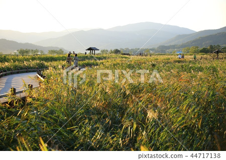 Autumn, Reed, Reeds, Autumn Landscape, Suncheon Bay 44717138