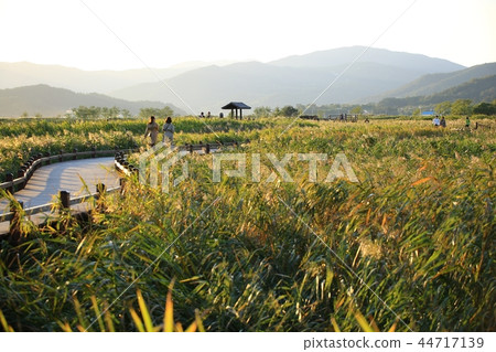 Autumn, Reed, Reeds, Autumn Landscape, Suncheon Bay Autumn, Reed, Reeds, Autumn Landscape, Suncheon Bay 44717139