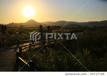 Autumn, Reed, Reeds, Autumn Landscape, Suncheon Bay 44717146