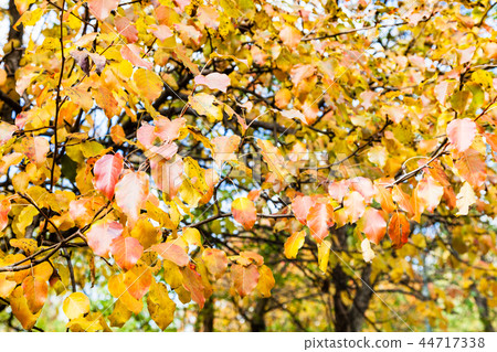 branch of apple tree with orange leaves in autumn 44717338
